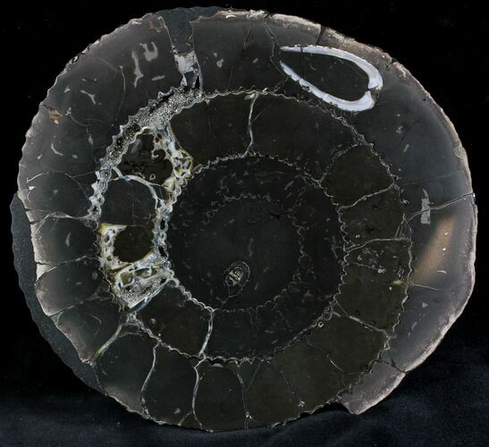 Cut Speetoniceras Ammonite From Russia - With Pyrite #28376